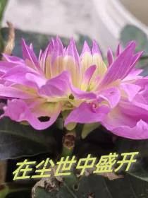 在尘世中盛开